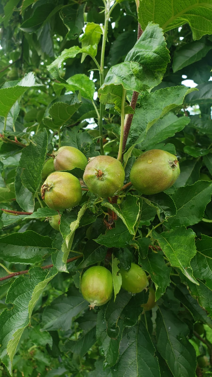 The digital frontier in fruits growing and orchard management in&nbsp;Albania
